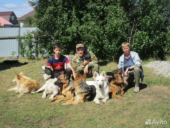 Дрессировка собак, гостиница для животных