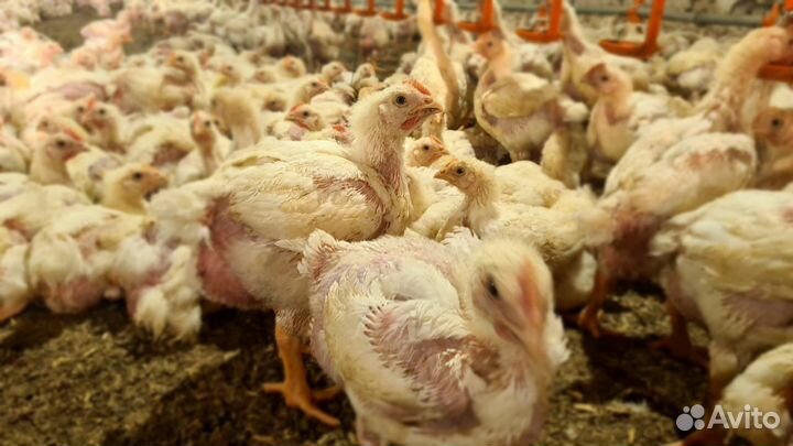 Цыплята бройлеры росс 308