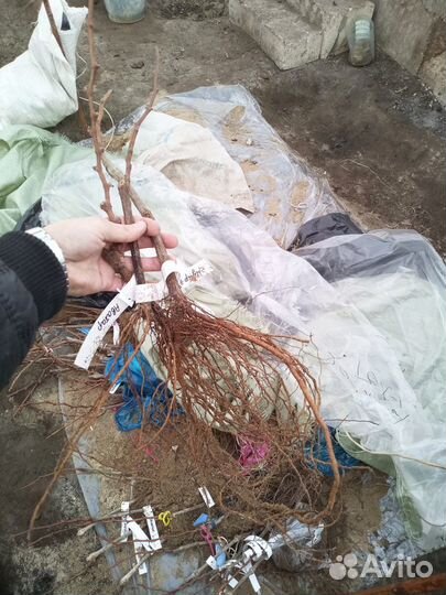 Саженцы Юпитер бессемянный виноград