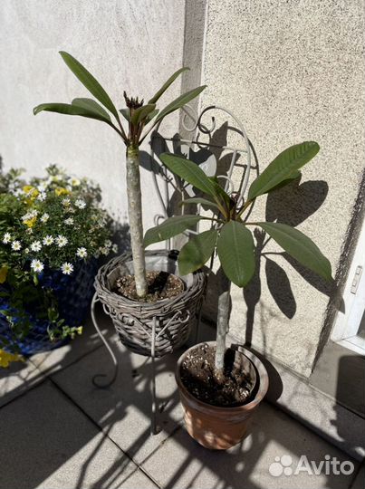 Экзотическая плюмерия