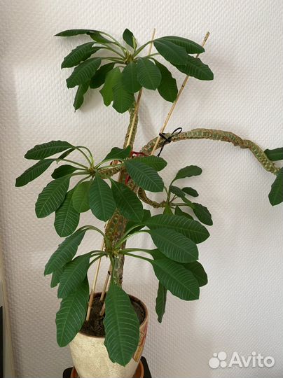 Комнатные цветы молочай