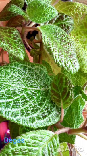 Эписции сортовые