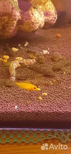 Сомики,рыбки,ряска,фильтр,Тетра корм