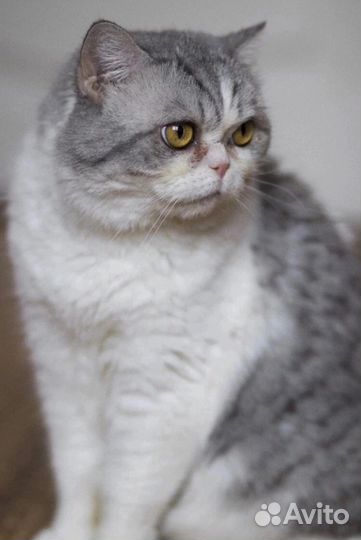 Самодостаточная Алиса