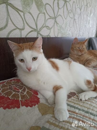 Котик в дар