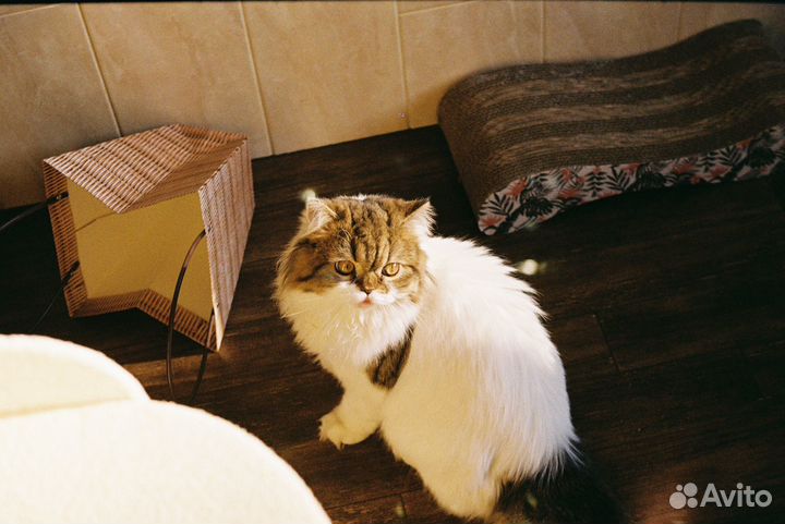 Хайленд страйт