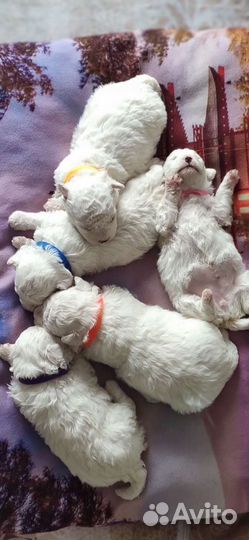 Щенки бишон фризе мини