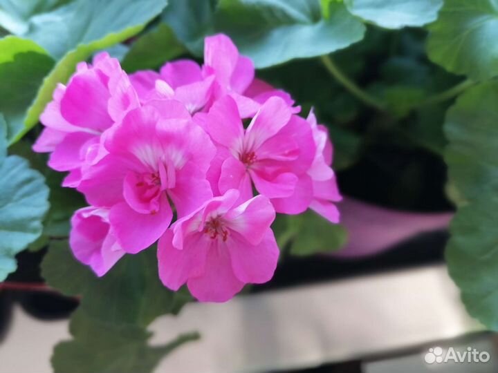 Герань пеларгония