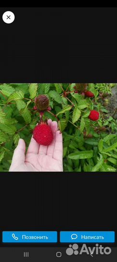 Тибетская малина