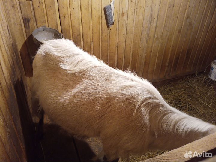 Коза дойная