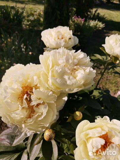 Пион Лемон Шиффон