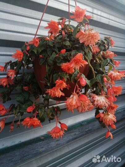 Бегония беллекония