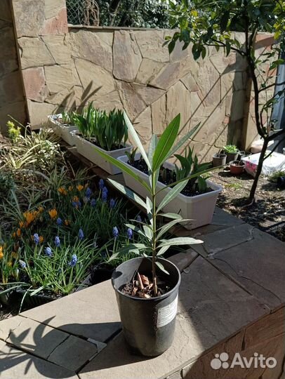 Олеандр малиновый