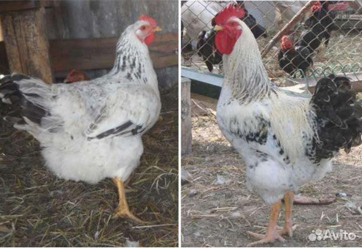 Цыплята мастер грей