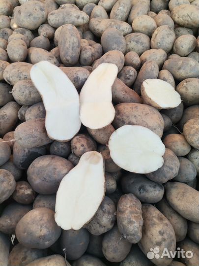 Продам картофель