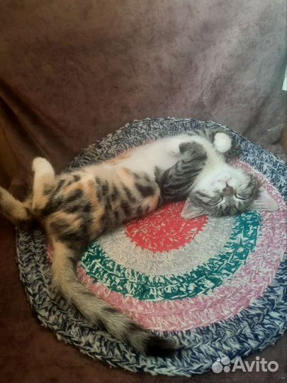 Кошечка Милашка