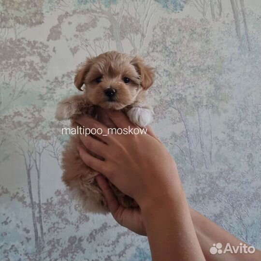 Мальтипу мини