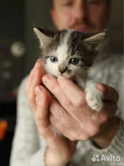 Котенок 1 мес