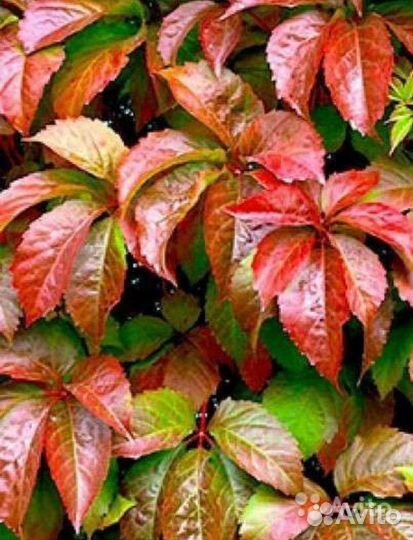 Плющ, лиана разные сорта