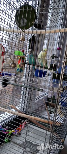 Волнистый попугай с клеткой