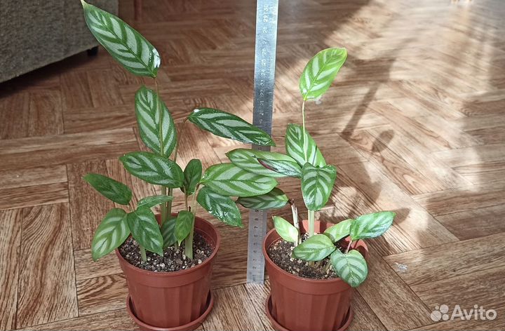 Ктенанта оппенгейма