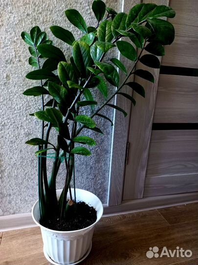 Замиокулькас