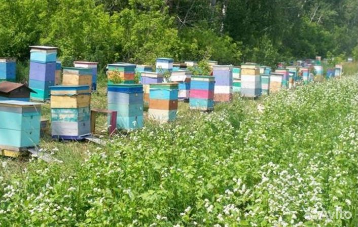 Мёд натуральный алтайский оптом от 16 кг