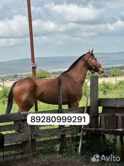 Лошадь кобыла