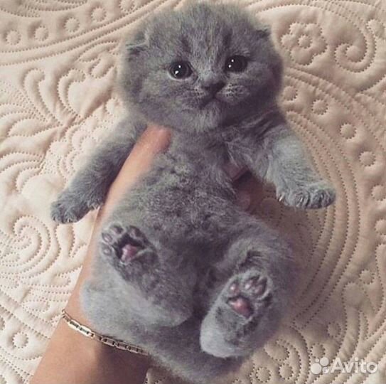 Шотландские плюшки