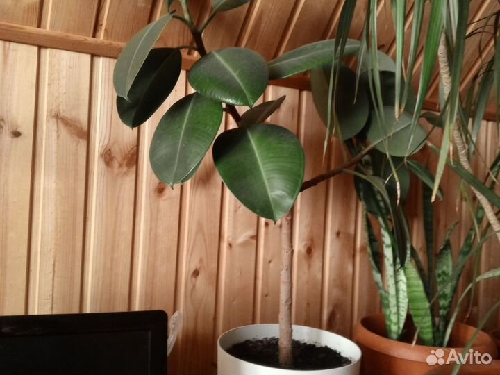 Фигусы каучуковый разной высоты