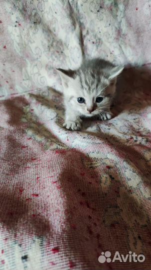 Котята