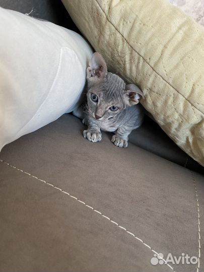 Донской сфинкс