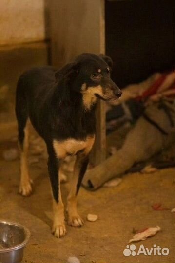 Собака в добрые руки