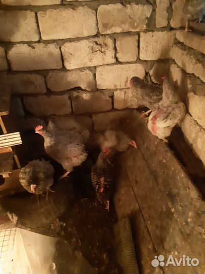 Куры домашние доминант