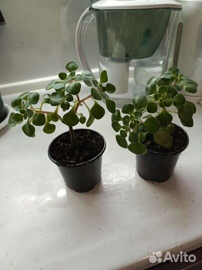 Аихризон дерево любви