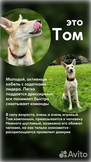 Верный друг Щенок