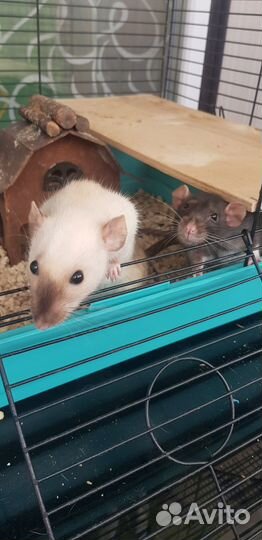 Крысы дамбо девочки с клеткой бесплатно