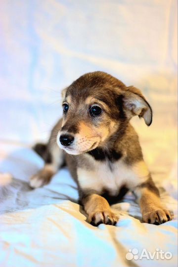 Фиби (девочка) очень хочет попасть в добрые ручки