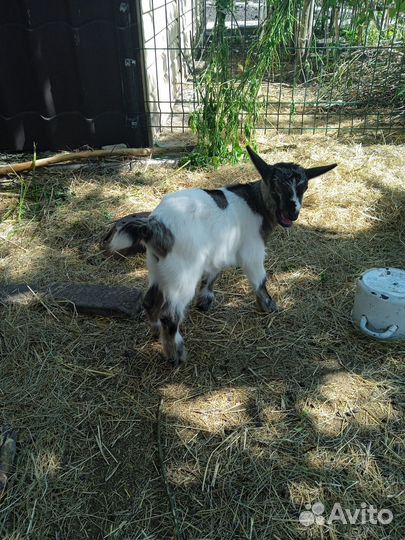 Козлята камерунские