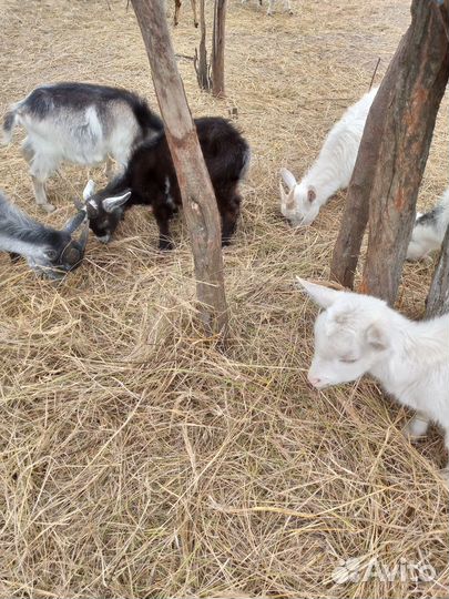 Козлята и козы