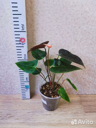 Антуриум Рейнбоу чемпион