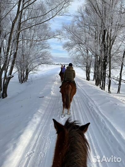 Комбо-тур (5 часов) по Маярдаку: конно-снегоходный