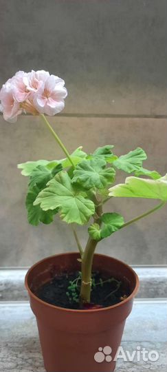 Пеларгония герань душистая продажа или обмен