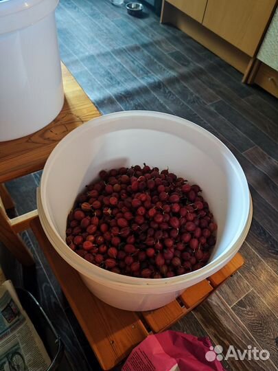 Крыжовник ягоды урожая 2024 г