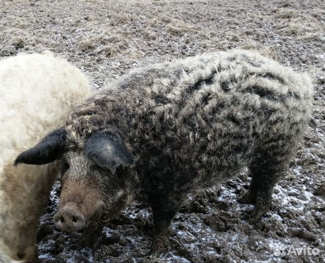 Поросята венгерской мангалицы