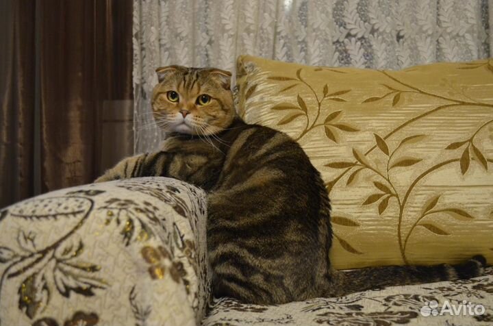 Кот на вязку