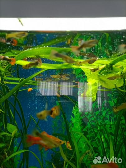 Аквариумные рыбки