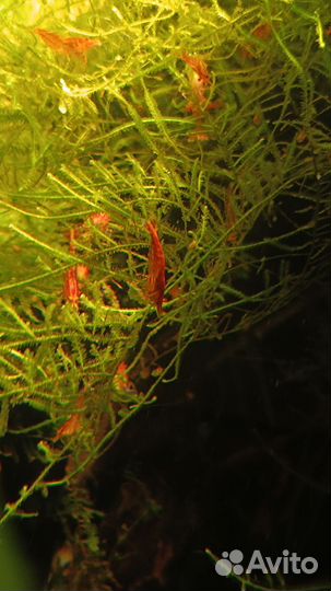 Аквариумные креветки