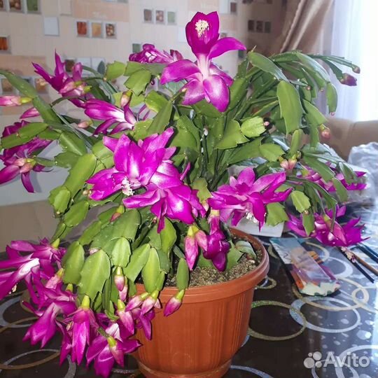 Декабрист шлюмберга