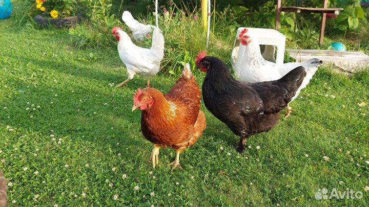 Яйца куриные